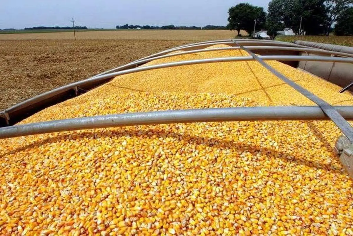 نهاده_های+دامی