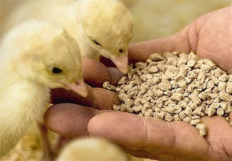 خوراک دام و طیور